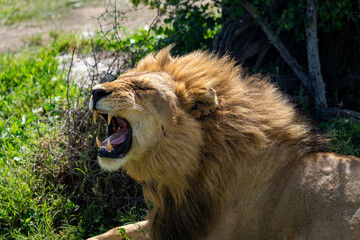 Majestic Male Lion Yawning in the Wild