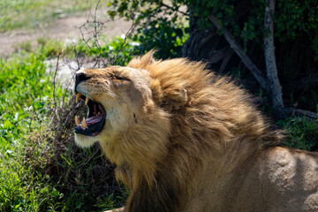 Majestic Male Lion Yawning in the Wild