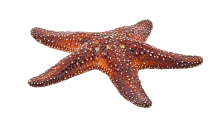 Red starfish with tiny white spots isolated on transparent background