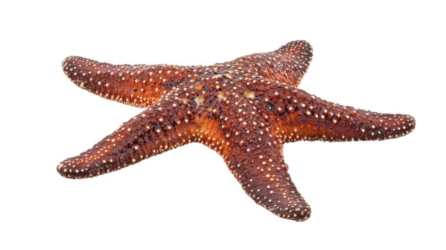 Red starfish with tiny white spots isolated on transparent background