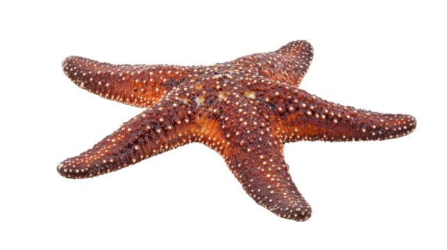Red starfish with tiny white spots isolated on transparent background