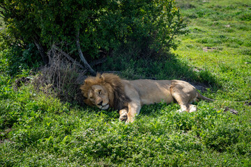 Resting Lion in the African Wilderness