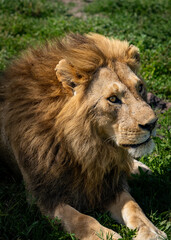 Obraz premium Lion Resting in the Grassland