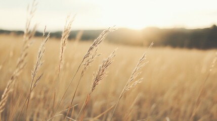 Fototapeta premium Golden hour grassland sunset, tranquil nature scene