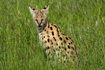 Serval Cat in the Serengeti Grasslands