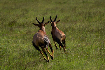 Topis Running Across the African Grasslands