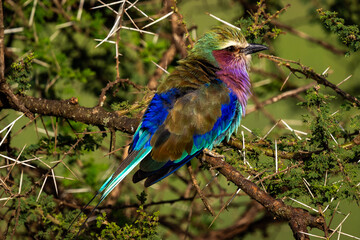 Lilac-Breasted Roller Resting on a Thorny Branch
