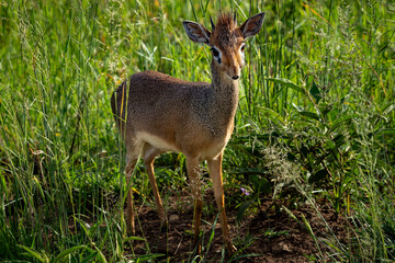Dik-dik Antelope in Lush Green Habitat