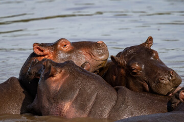 Group of Hippos Socializing in the Water