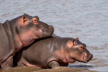 Playful Hippopotamuses in the Water