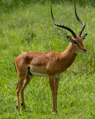Majestic Male Impala Standing in Lush Greenery
