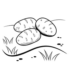 Hand-Drawn Potato Sketch. Black and White Vector Illustration