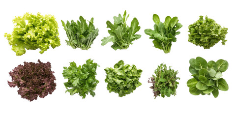Obraz premium Set Of A beautifully arranged salad with fresh greens. Set's.