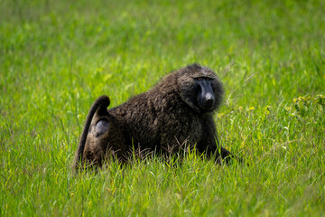 Olive Baboon Resting in the Serengeti Grasslands