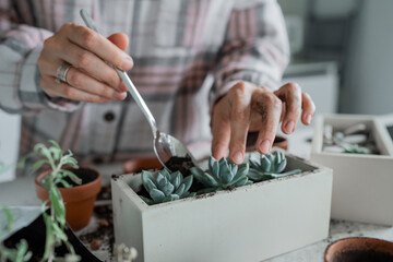 Indoor Plant Care Expert Tips for Repotting Succulents in Your Cozy Living Space