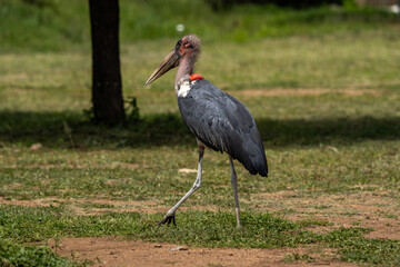 Marabou Stork Walking in the Serengeti