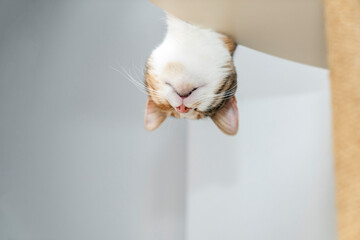Funny Upside Down Cat. Cute, Playful Pet with Whiskers, Tongue Out. Humorous,  Viral Animal. cats...