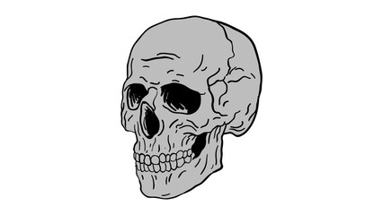 Skull