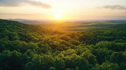 Golden hour forest nature concept. A serene view of lush green forests beneath a golden sunset horizon.
