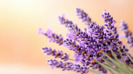 Obraz premium Close-up of Fresh Lavender Flowers with Soft Blurred Background in Pastel Shades for Wellness and Aromatherapy Concepts