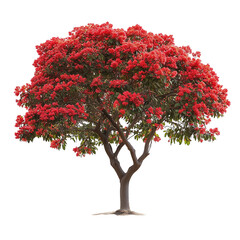 Royal Poinciana tree isolated on transparent background PNG