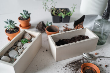 Creating an Indoor Gardening Setup Featuring Beautiful Succulents and Stylish Planters