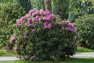 Tall bushes of flowering rhododendron are located in Krasnodar or Galitsky Public Landscape City Park. Luxurious bright red inflorescences grow on large bushes of Azalea japonica rhododendron. 2024