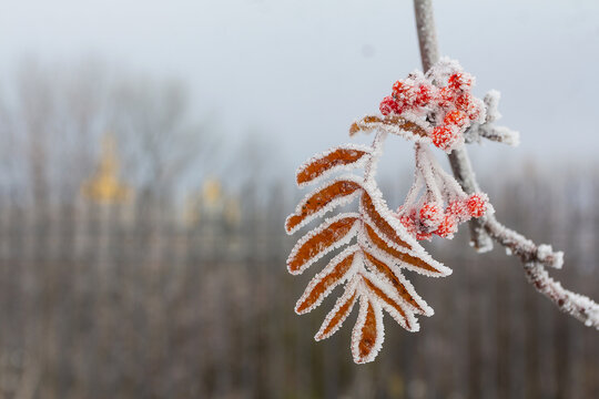 Rowan branch covered with frost on a winter morning - Powered by Adobe