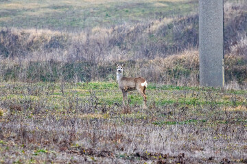 a deer in a meadow on a snowless winter day