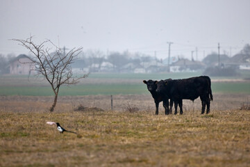 Angus cows on a farm in winter