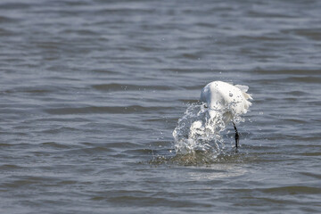 Naklejka premium Great Egret, Ardea alba, also known as Great White Heron, stalking prey slowly in pond of forest park, large, lanky, long-necked, its size and black legs help separate from other egret, water splash