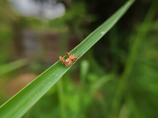 close up spider on grass Oxyopes zaglossus