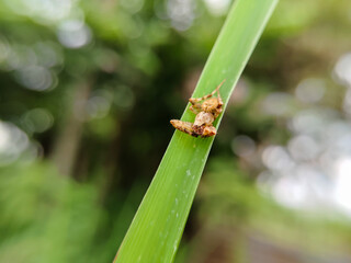 close up spider on grass Oxyopes zaglossus