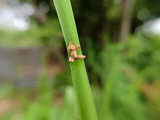close up spider on grass Oxyopes zaglossus