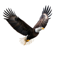 Fototapeta premium A majestic bald eagle soaring with its wings outstretched. Transparent background