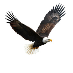 Obraz premium A majestic bald eagle soaring with its wings outstretched. Transparent background