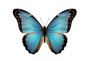 Fototapeta premium Stunning blue butterfly with open wings displaying intricate black and white details, isolated on white background