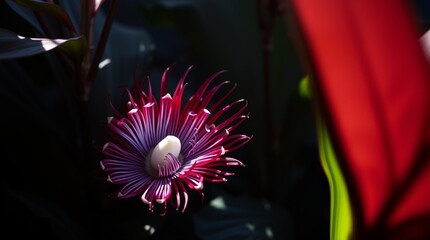 Soft light illuminates a close-up Rafflesia flower and surrounding tropical plants. Rich burgundy and deep blue hues, sophisticated and elegant, diffused shadows.
