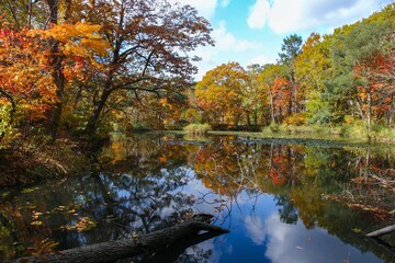 水面に映る紅葉
