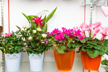 An array of vibrant flowering house plants