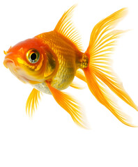 A bright yellow goldfish swimming in clear water, with flowing fins. Transparent background



