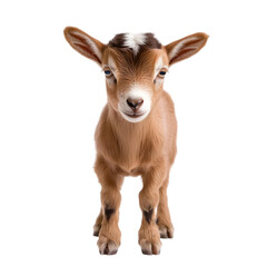 A cute baby goat with floppy ears, standing on a white surface. Transparent background
