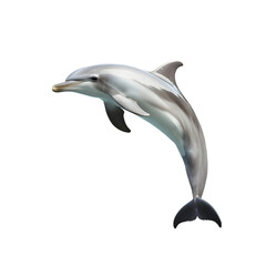 Fototapeta premium A graceful dolphin leaping out of the water, set against a white background. Transparent background