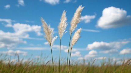 Obraz premium White Pampas Grass Field, Blue Sky, Clouds, Nature