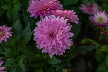 Flowers in the Moment of Love