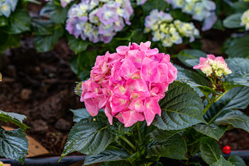 Flowers in the Moment of Love