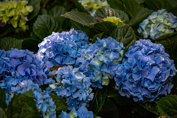 Flowers in the Moment of Love