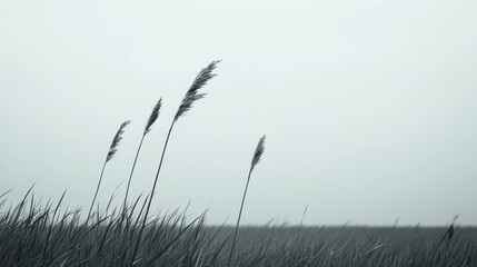 Obraz premium Monochromatic reeds sway in foggy field; serene nature scene for websites