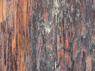 Obraz premium Close up wood pattern and texture for nature Background.