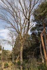 Trees in the park outdoor